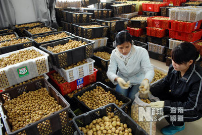 昌邑市石埠鎮凱豐農副產品購銷部 新鮮蔬菜與農副產品的信賴之選