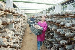 萬榮縣壯香知農副產品購銷專業合作社 創新經營模式助力農副產品購銷