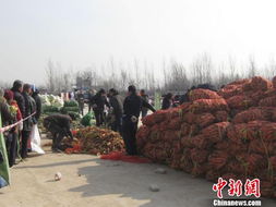 鄭州免費(fèi)發(fā)放10斤蘿卜白菜，暖心之舉引市民排長(zhǎng)龍響應(yīng)