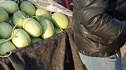 香瓜甜瓜專業(yè)代收代辦服務(wù) 助力農(nóng)副產(chǎn)品購(gòu)銷