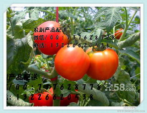 番禺專業食材與農副產品配送服務 為企業食堂與工廠提供一體化餐飲解決方案