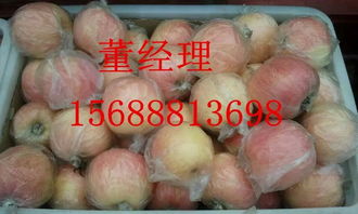 山東莒縣紅富士蘋果供銷現狀 從“掉價”現象看農副產品購銷新挑戰