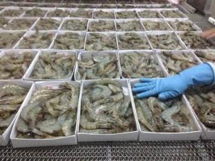 越南南美白蝦 全球農(nóng)副產(chǎn)品購銷鏈中的明星